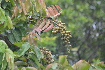 Unripe tropical fruit bunch with young reddish leaves in rainforest