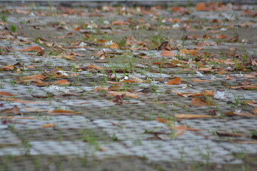 Wet cobblestone pavement with fallen autumn leaves and green grass sprouts