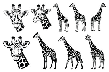 Obraz premium Giraffe Sketch Collection Line Art Vector Illustration Set for Wildlife Nature Sticker Tshirt Print and Creative Design