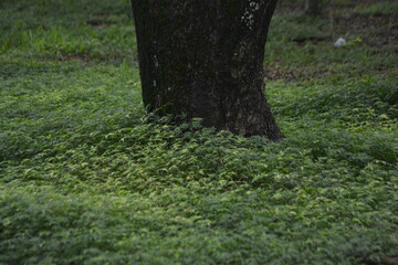 Tree trunk base with green ground cover in forest