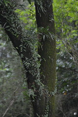 Wide view of dense green forest canopy and tree branches