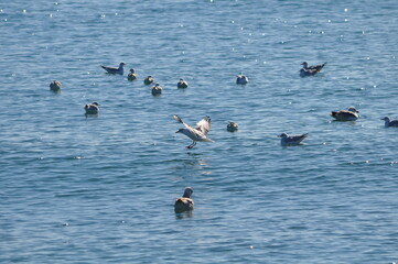 The beautiful bird Larus ridibundus (Black-headed Gull) in the natural environment