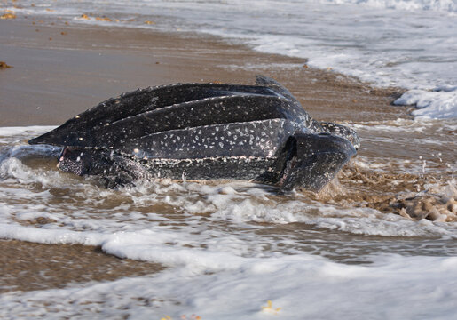 Leatherback turtle entering Atlantic Ocean along Florida Coast