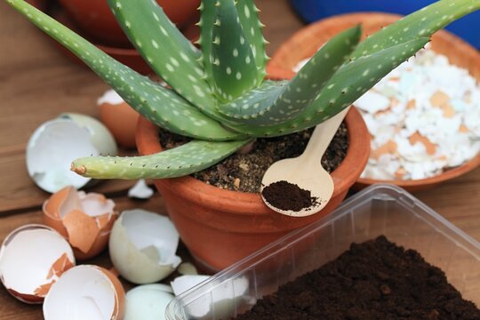 Coffee grounds and crushed eggshells for  better growing of plants and flowers. Organic and cheap way how to fertilise plants and flowers.