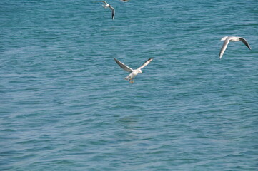 The beautiful bird Larus ridibundus (Black-headed Gull) in the natural environment