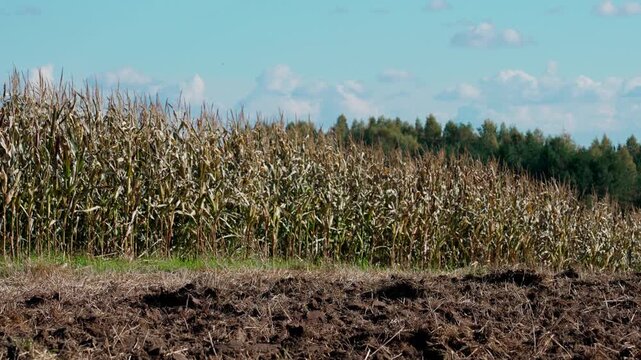 In the foreground, part of a cornfield with tall stalks, and on the right, a section of plowed land. At the top, a blue sky is visible, with a forest in the background.