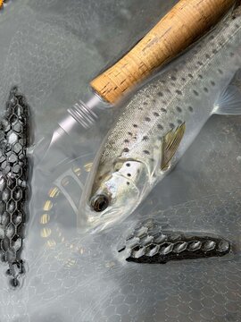 landed a beautiful sea trout on a fly