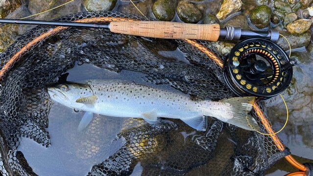 landed a beautiful sea trout on a fly