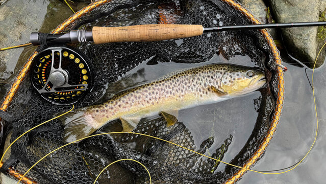 landed a beautiful brown trout on a fly