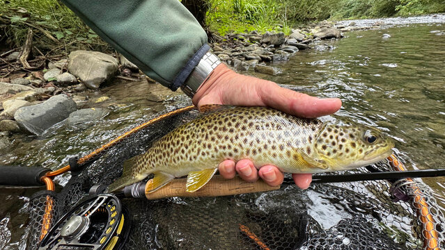 landed a beautiful brown trout on a fly