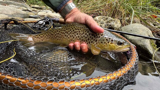 landed a beautiful brown trout on a fly