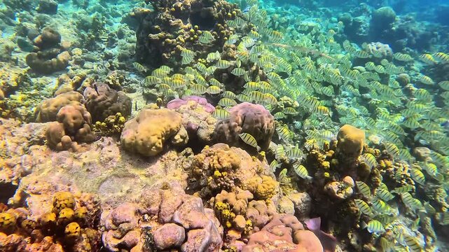 Сonvict surgeonfish swim in large schools in the crystal-clear waters of the Maldives during snorkeling. Acanthurus triostegus.