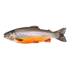 Fototapeta premium Rainbow trout isolated on transparent background