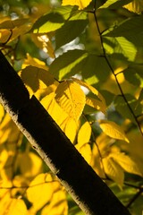 Plant list 2025 - Betula grossa (Japanese cherry birch)