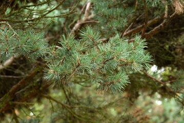 Plant list 2025 - Pinus sylvestris (Watereri)