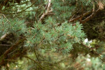 Plant list 2025 - Pinus sylvestris (Watereri)