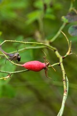 Plant list 2025 - Rosa &times; damascena (Versicolor)
