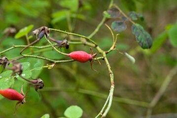 Plant list 2025 - Rosa &times; damascena (Versicolor)