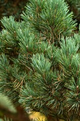 Plant list 2025 - Pinus sylvestris (Watereri)
