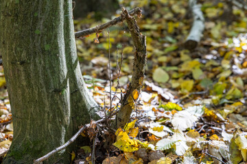 An autumn walk in the forest.