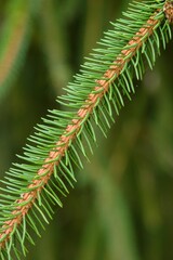 Plant list 2025 - Picea abies (Virgata)