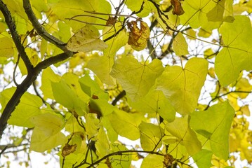 Plant list 2025 - Catalpa ovata