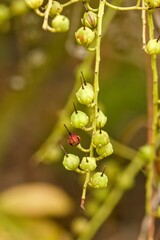 Plant list 2025 - Pieris japonica (Grayswood)