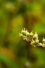 Plant list 2025 - Deutzia x hybrida (Perle Rose)