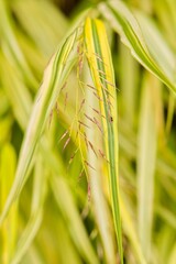 Plant list 2025 - Hakonechloa macra (Aureola)