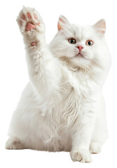 Obraz premium PNG Cat animal kitten fluffy.