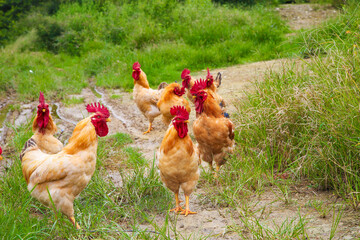 Fototapeta premium Free-Range Chickens on Farm Road in Rural Countryside