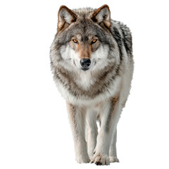 Fototapeta premium North American grey wolf walking on March 3rd to promote wildlife protection and animal preservation efforts