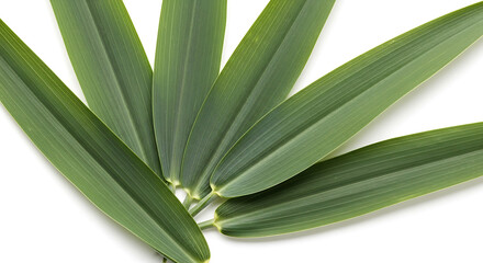 Obraz premium Close up of a palm leaf with long green fronds on white background