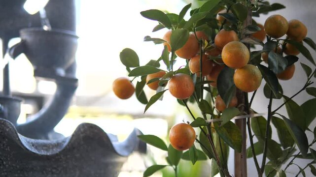Calamondin Orange Tree with Ripe Fruits Indoors