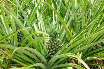 Golden Pineapple Growing in Hainan Orchard - Tropical Fruit Picking