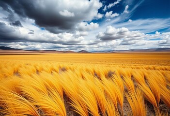 Windblown yellow grass on a desolate Tibetan plain under a brooding, cloudy sky,  landscape,  plateau