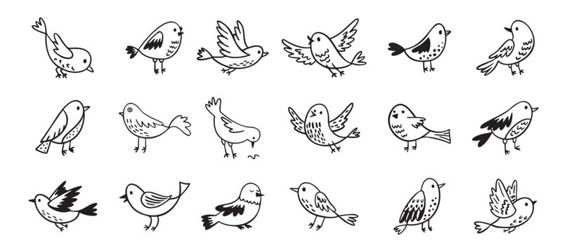 Bird doodle set. Birds hand drawn collection. Cute hand drawn bird doodles. Black on white drawing