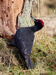 Black woodpecker (Dryocopus martius)