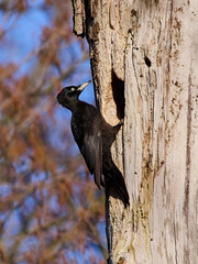 Black woodpecker (Dryocopus martius)