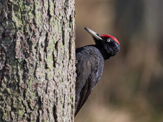 Black woodpecker (Dryocopus martius)