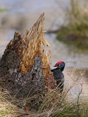 Black woodpecker (Dryocopus martius)