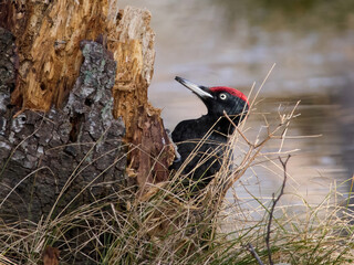 Black woodpecker (Dryocopus martius)