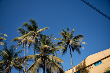 Fototapeta premium palm tree and blue sky
