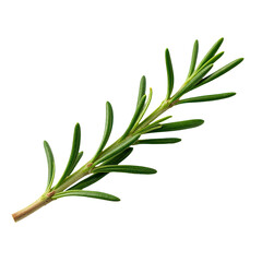 Fototapeta premium A single sprig of rosemary placed on a white background, ideal for use in cooking or wellness illustrations