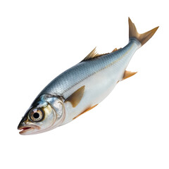 Fototapeta premium A fish is lying down on a white surface, ready for photography