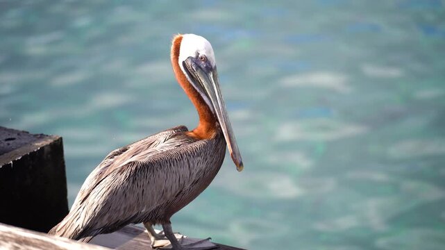 Close-up of a Brown Pelican Opening Its Beak in Martinique (Pelecanus occidentalis occidentalis)