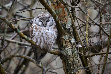 Boreal owl (Aegolius funereus)
