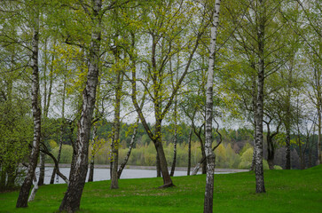 Obraz premium birch trees on the lake shore in spring