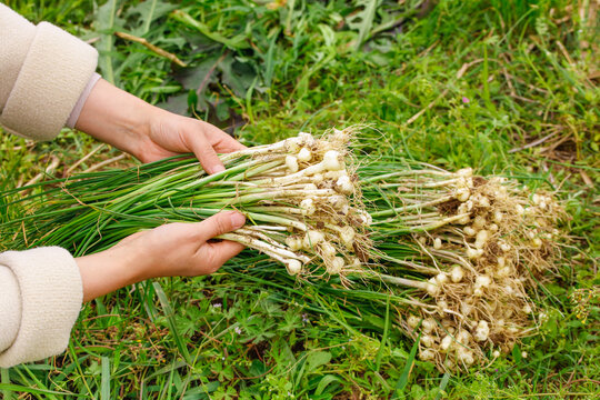 Wild Garlic Harvest - Fresh Rootlets and Bulbs in Hand