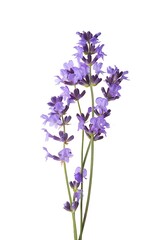 Fototapeta premium Lavender Flowers on White Background